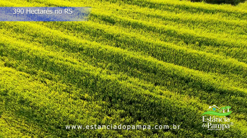 Renato Borghetti   Kilómetro Once (Transito Cocomarola)   Instrumental Sesc Brasil [VDownloader].00_03_15_02.Quadro051_4724cce63e56288548a865e83f2f8a86b743e202.jpg